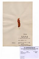 藏品(狹葉紫菜)的圖片